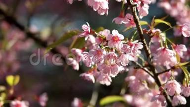 粉红色的樱花，樱花，喜马拉雅樱花在风中摇曳。